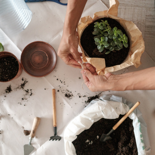 Monstera Soil Mix