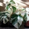 Monstera Soil Mix