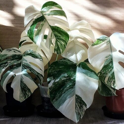 Monstera Soil Mix