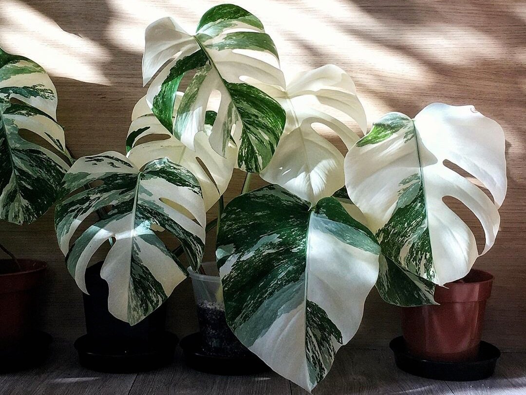 Monstera Soil Mix