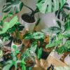 Monstera Soil Mix