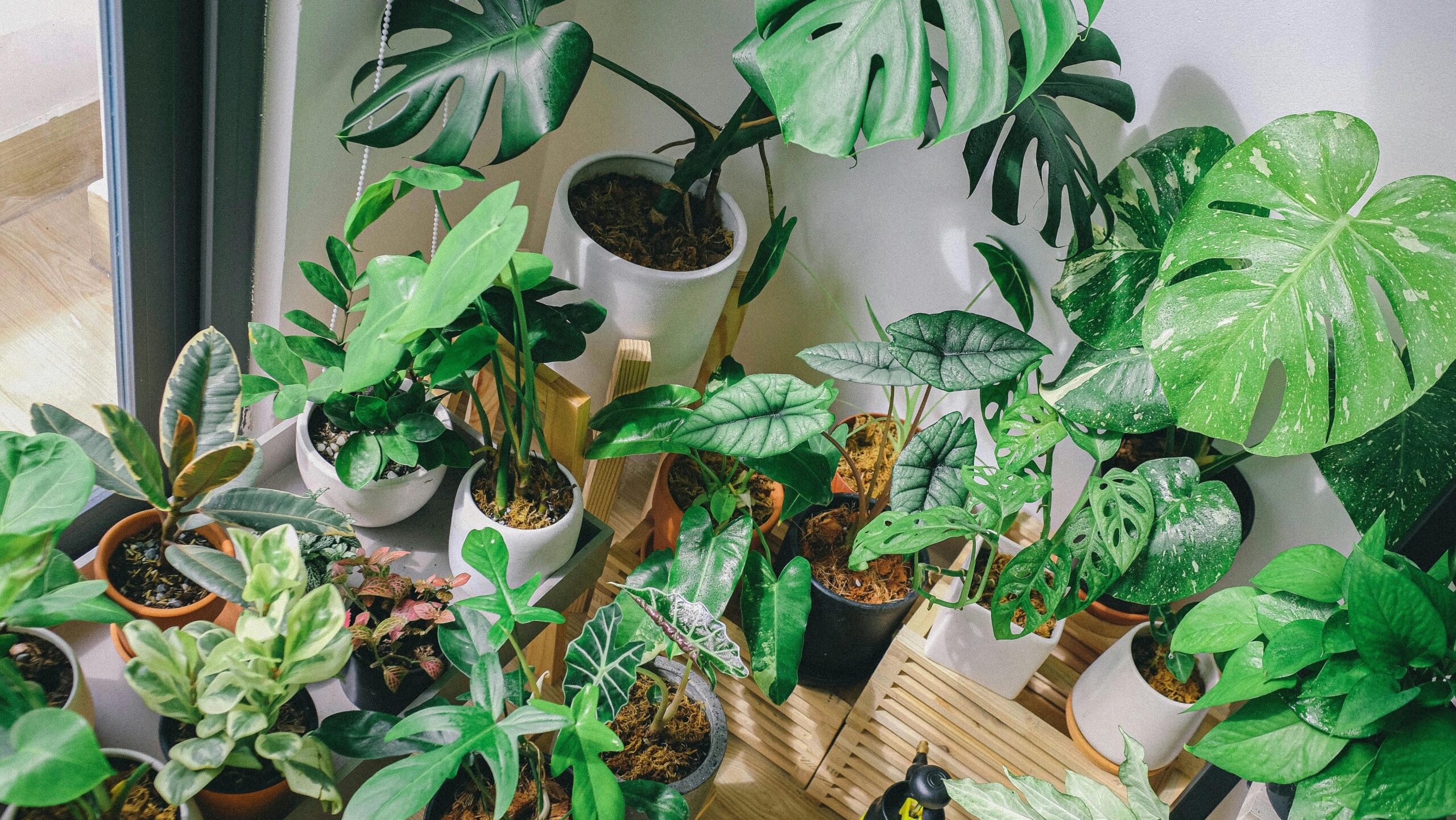 Monstera Soil Mix