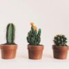 Succulent/Cacti Mix
