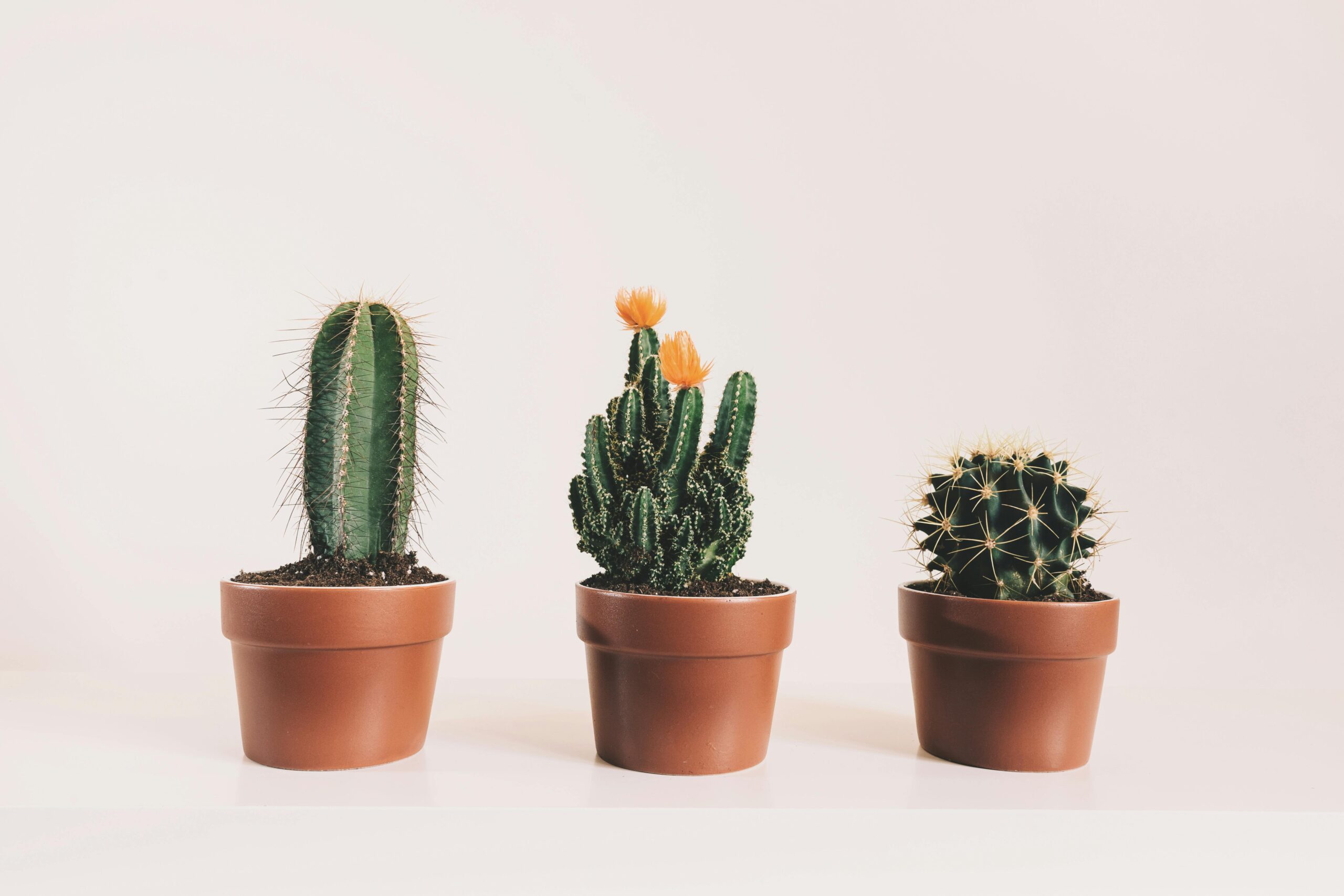 Succulent/Cacti Mix